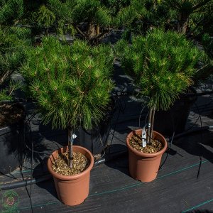 Borovica čierna (Pinus nigra) ´MARIE BREGEON´ – výška 60-70 cm, kont. C10L - na kmienku